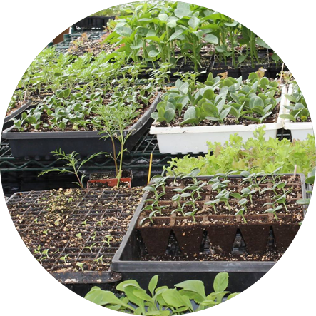 Seedlings in containers