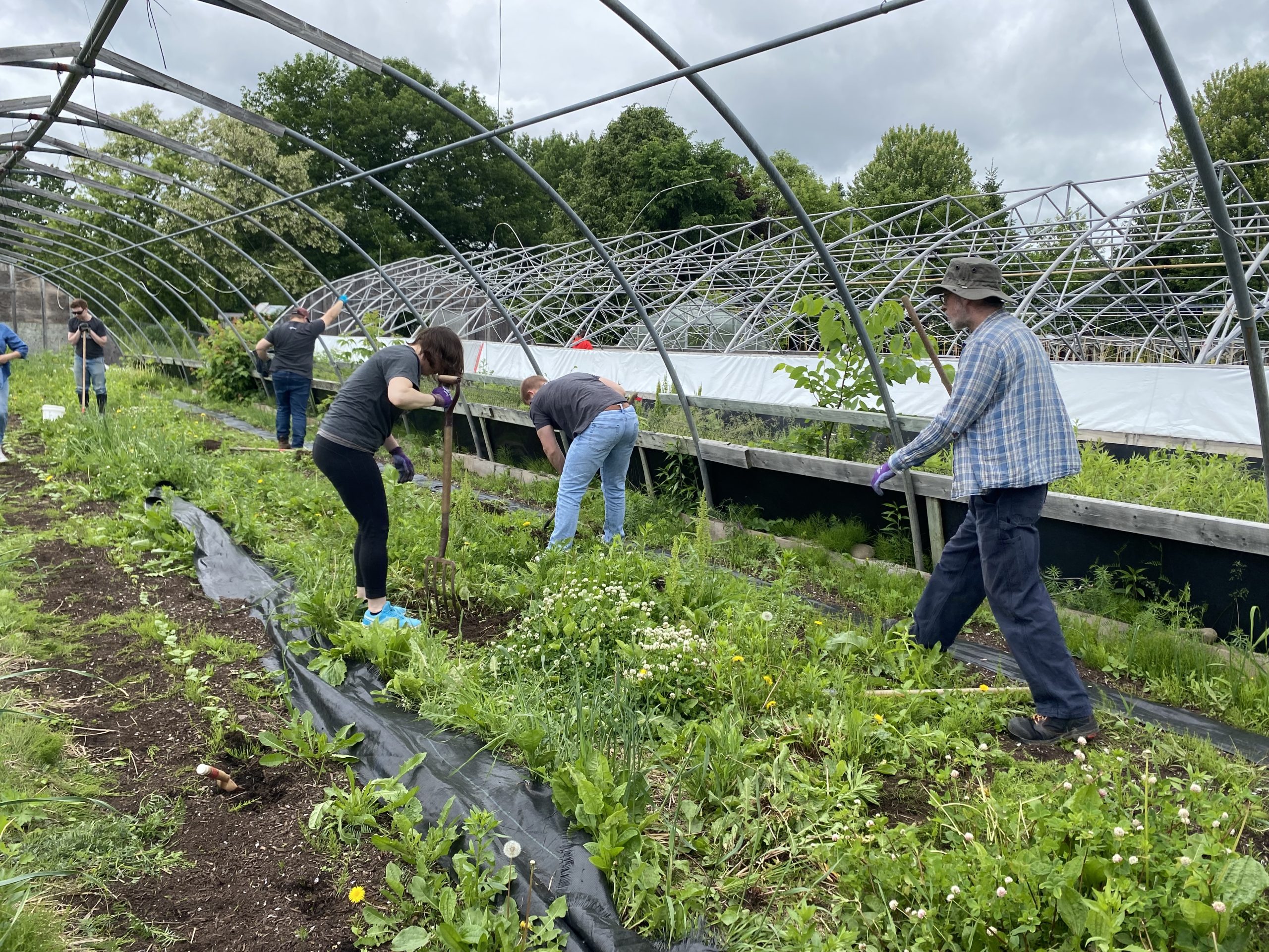 volunteers working in a greenhouse garden